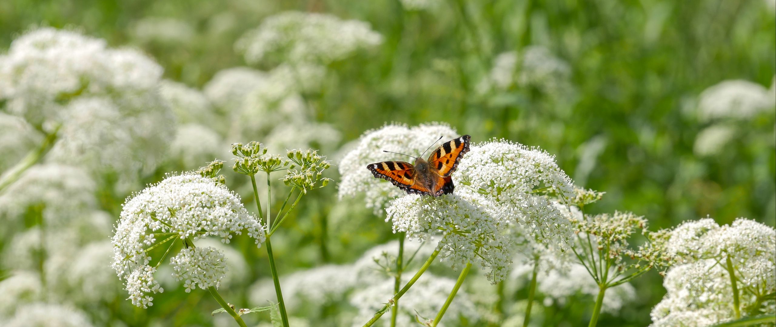 Download Wallpaper 2560x1080 Insect Butterfly Plant Flowers Macro