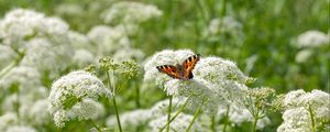 Preview wallpaper insect, butterfly, plant, flowers, macro