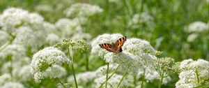 Preview wallpaper insect, butterfly, plant, flowers, macro