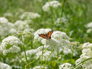 Preview wallpaper insect, butterfly, plant, flowers, macro