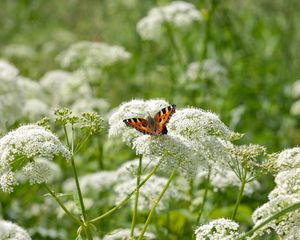 Preview wallpaper insect, butterfly, plant, flowers, macro