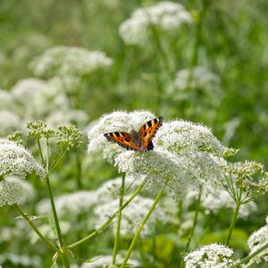 Preview wallpaper insect, butterfly, plant, flowers, macro