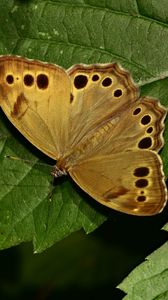 Preview wallpaper insect, butterfly, wings, leaves, macro