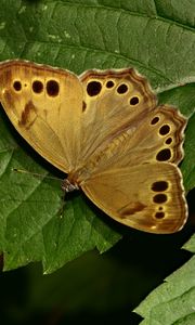 Preview wallpaper insect, butterfly, wings, leaves, macro