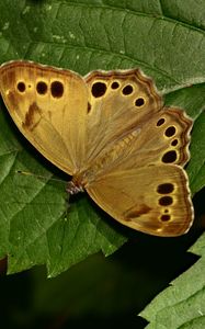 Preview wallpaper insect, butterfly, wings, leaves, macro