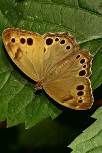 Preview wallpaper insect, butterfly, wings, leaves, macro