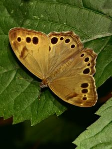 Preview wallpaper insect, butterfly, wings, leaves, macro