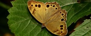 Preview wallpaper insect, butterfly, wings, leaves, macro