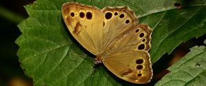 Preview wallpaper insect, butterfly, wings, leaves, macro