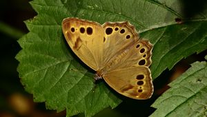 Preview wallpaper insect, butterfly, wings, leaves, macro