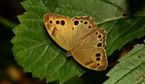 Preview wallpaper insect, butterfly, wings, leaves, macro