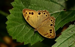 Preview wallpaper insect, butterfly, wings, leaves, macro