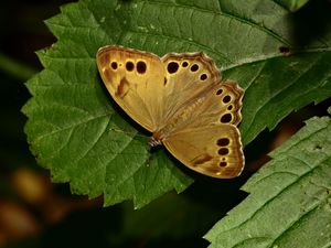 Preview wallpaper insect, butterfly, wings, leaves, macro