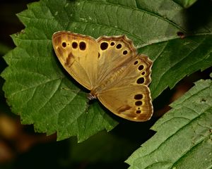 Preview wallpaper insect, butterfly, wings, leaves, macro