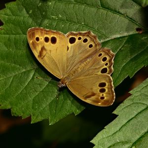 Preview wallpaper insect, butterfly, wings, leaves, macro