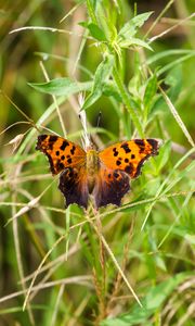 Preview wallpaper insect, butterfly, wings, grass, plants, macro