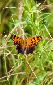 Preview wallpaper insect, butterfly, wings, grass, plants, macro