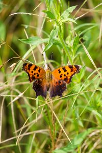 Preview wallpaper insect, butterfly, wings, grass, plants, macro