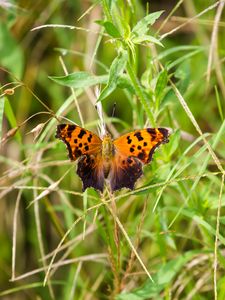 Preview wallpaper insect, butterfly, wings, grass, plants, macro