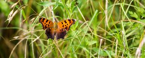 Preview wallpaper insect, butterfly, wings, grass, plants, macro