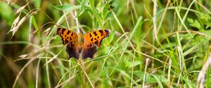 Preview wallpaper insect, butterfly, wings, grass, plants, macro