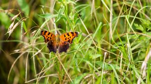 Preview wallpaper insect, butterfly, wings, grass, plants, macro