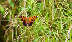 Preview wallpaper insect, butterfly, wings, grass, plants, macro