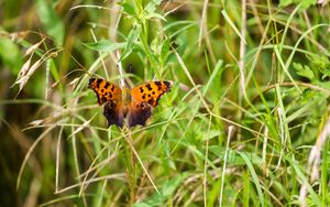 Preview wallpaper insect, butterfly, wings, grass, plants, macro