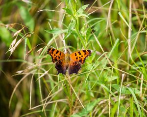 Preview wallpaper insect, butterfly, wings, grass, plants, macro