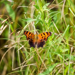 Preview wallpaper insect, butterfly, wings, grass, plants, macro