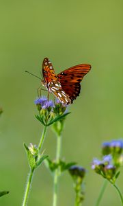 Preview wallpaper insect, butterfly, wings, flowers, macro