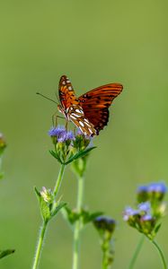 Preview wallpaper insect, butterfly, wings, flowers, macro