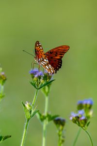 Preview wallpaper insect, butterfly, wings, flowers, macro