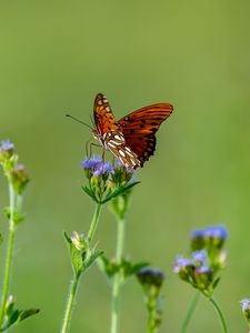 Preview wallpaper insect, butterfly, wings, flowers, macro