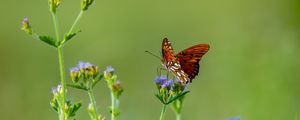 Preview wallpaper insect, butterfly, wings, flowers, macro