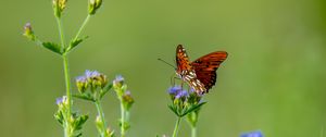 Preview wallpaper insect, butterfly, wings, flowers, macro