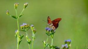 Preview wallpaper insect, butterfly, wings, flowers, macro