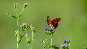 Preview wallpaper insect, butterfly, wings, flowers, macro