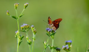 Preview wallpaper insect, butterfly, wings, flowers, macro