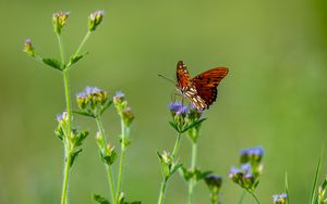 Preview wallpaper insect, butterfly, wings, flowers, macro