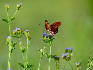 Preview wallpaper insect, butterfly, wings, flowers, macro