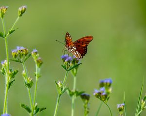 Preview wallpaper insect, butterfly, wings, flowers, macro