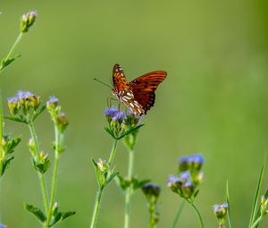 Preview wallpaper insect, butterfly, wings, flowers, macro