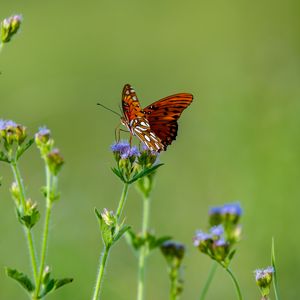 Preview wallpaper insect, butterfly, wings, flowers, macro