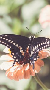 Preview wallpaper insect, butterfly, wings, flower, macro