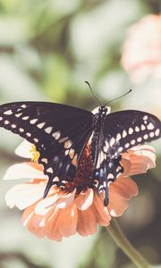 Preview wallpaper insect, butterfly, wings, flower, macro