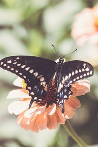 Preview wallpaper insect, butterfly, wings, flower, macro