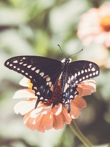 Preview wallpaper insect, butterfly, wings, flower, macro