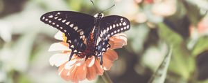 Preview wallpaper insect, butterfly, wings, flower, macro