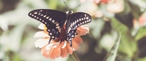 Preview wallpaper insect, butterfly, wings, flower, macro